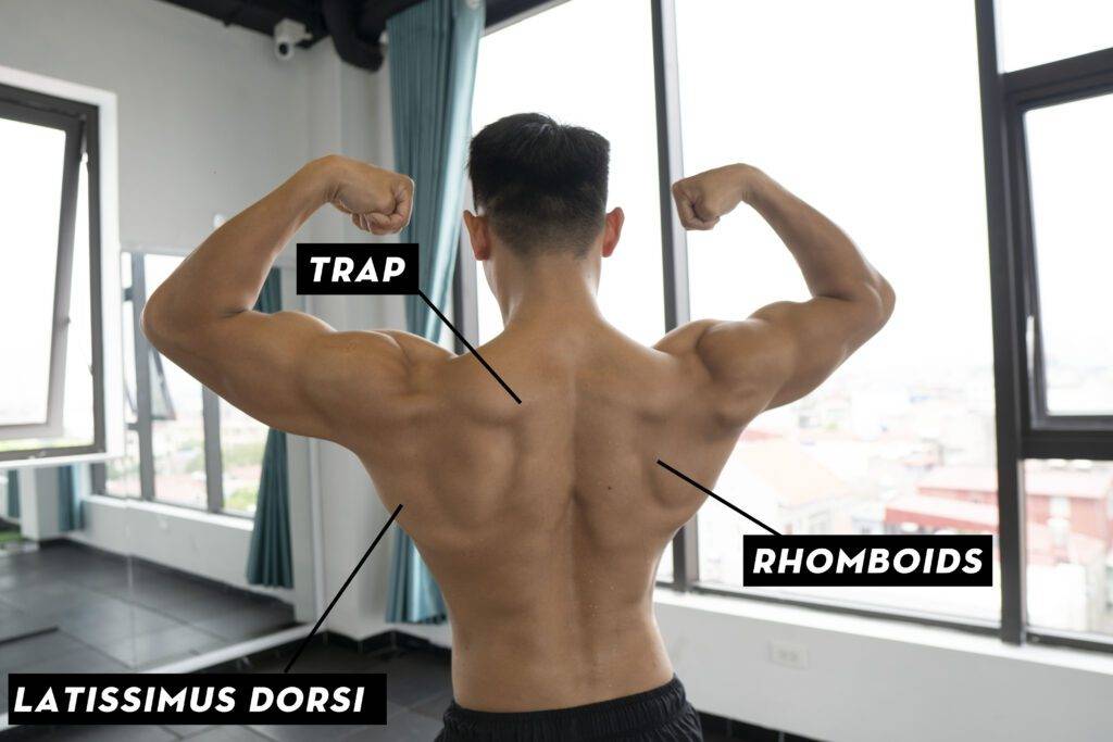 Cấu tạo cơ lưng